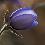 Blue_flower2